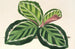Maranta illustris - Charles Antoine Lemaire — Ansicht des Kunstwerks