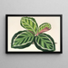 Maranta illustris - Charles Antoine Lemaire — gerahmtes Bild an der Wand