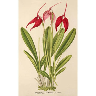 Charles Antoine Lemaire - Masdevallia Lindeni.webp