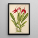 Masdevallia Lindeni - Charles Antoine Lemaire — gerahmtes Bild an der Wand