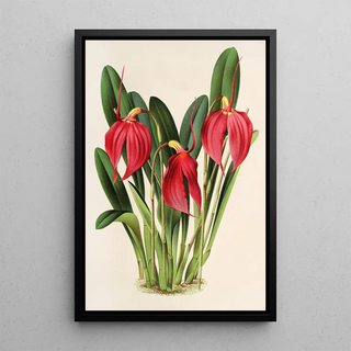 Charles Antoine Lemaire - Masdevallia Lindeni var Harryana.webp
