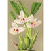 Reproduktion des Gemäldes Maxillaria grandiflora - Charles Antoine Lemaire