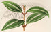 Miconia pulverulenta v trifasciata - Charles Antoine Lemaire — vista dell’opera