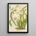 Miltonia cereola - Charles Antoine Lemaire — quadro incorniciato alla parete