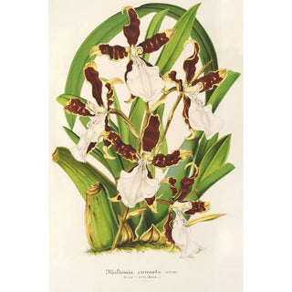 Charles Antoine Lemaire - Miltonia cuneata.webp