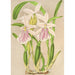 Miltonia rosea - Charles Antoine Lemaire — Ansicht des Kunstwerks