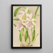 Miltonia rosea - Charles Antoine Lemaire — gerahmtes Bild an der Wand