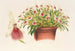 Miltonia spectabilis - Charles Antoine Lemaire — Ansicht des Kunstwerks