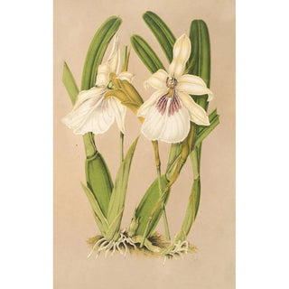 Charles Antoine Lemaire - Miltonia spectabilis var virginalis.webp