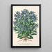 Reproduktion des Gemäldes Myosotis Imperatrice Élisabeth semperflorens - Charles Antoine Lemaire