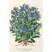 Reproduktion des Gemäldes Myosotis Imperatrice Élisabeth semperflorens - Charles Antoine Lemaire
