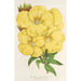 Oenothera lamarckiana - Charles Antoine Lemaire — Ansicht des Kunstwerks