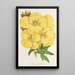 Oenothera lamarckiana - Charles Antoine Lemaire — gerahmtes Bild an der Wand
