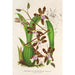 Reproduktion des Gemäldes Odontoglossum reichenheimii - Charles Antoine Lemaire