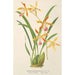 Odontoglossum wallisii - Charles Antoine Lemaire — Ansicht des Kunstwerks