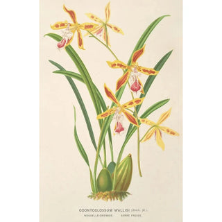 Charles Antoine Lemaire - Odontoglossum Wallisii.webp