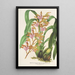 Reproduktion des Gemäldes Odontoglossum bictoniense var. splendens - Charles Antoine Lemaire