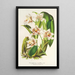 Reproduktion des Gemäldes Odontoglossum maxillare - Charles Antoine Lemaire