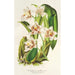 Reproduktion des Gemäldes Odontoglossum maxillare - Charles Antoine Lemaire