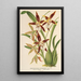 Reproduktion des Gemäldes Odontoglossum nevadense - Charles Antoine Lemaire