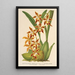 Reproduktion des Gemäldes Odontoglossum odoratum var. latimaculatum - Charles Antoine Lemaire