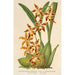 Reproduktion des Gemäldes Odontoglossum odoratum var. latimaculatum - Charles Antoine Lemaire