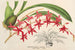 Odontoglossum roseum - Charles Antoine Lemaire — Ansicht des Kunstwerks
