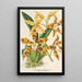 Reproduktion des Gemäldes Odontoglossum triumphans - Charles Antoine Lemaire