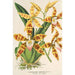 Reproduktion des Gemäldes Odontoglossum triumphans - Charles Antoine Lemaire