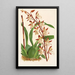 Reproduktion des Gemäldes Odontoglossum bictoniense - Charles Antoine Lemaire