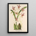 Reproduktion des Gemäldes Oncidium phalaenopsis - Charles Antoine Lemaire