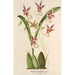Reproduktion des Gemäldes Oncidium phalaenopsis - Charles Antoine Lemaire