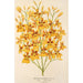 Oncidium aurosum - Charles Antoine Lemaire — Ansicht des Kunstwerks