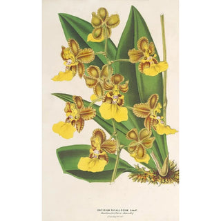 Charles Antoine Lemaire - Oncidium bicallosum.webp