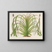 Pandanus mauritianus - Charles Antoine Lemaire — quadro incorniciato alla parete