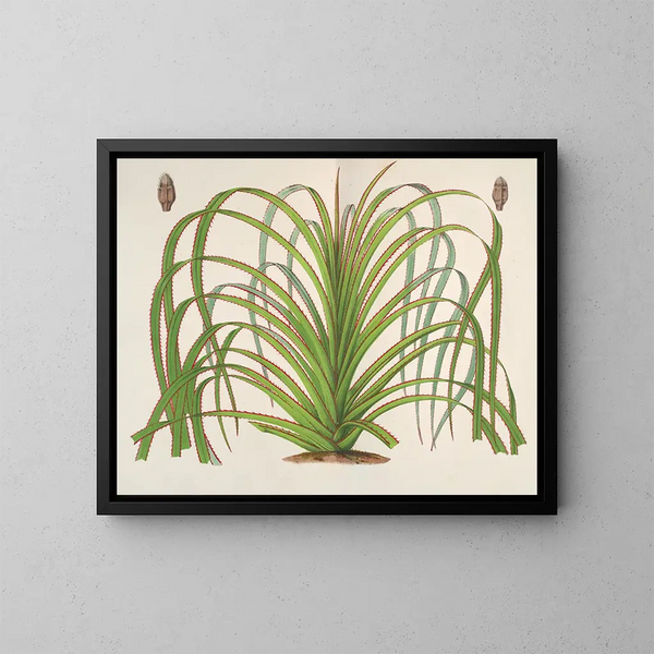 Pandanus mauritianus - Charles Antoine Lemaire — gerahmtes Bild an der Wand