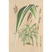 Panicum plicatum fol. niveovittatis - Charles Antoine Lemaire — Ansicht des Kunstwerks