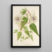 Reproduktion des Gemäldes Passiflora baraquiniana - Charles Antoine Lemaire
