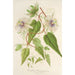Reproduktion des Gemäldes Passiflora baraquiniana - Charles Antoine Lemaire