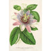 Reproduktion des Gemäldes Passiflora impératrice Eugénie hybride - Charles Antoine Lemaire