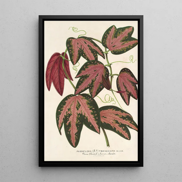 Charles Antoine Lemaire - Passiflora trifasciata.webp