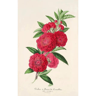 Charles Antoine Lemaire - Pecher a fleurs de Camellia.webp
