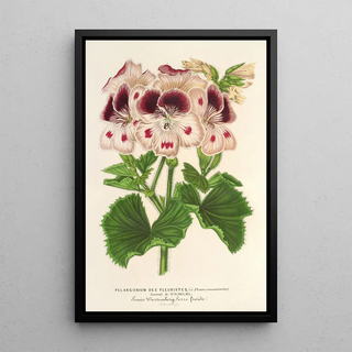 Charles Antoine Lemaire - Pelargonium des Fleuristes fi remontantes Souvenir de Wilhelma.webp