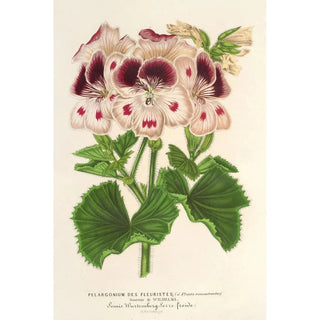 Charles Antoine Lemaire - Pelargonium des Fleuristes fi remontantes Souvenir de Wilhelma.webp