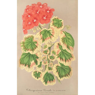Charles Antoine Lemaire - Pelargonium zonale var quadricolor.webp