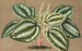 Peperomia Verschaffeltii - Charles Antoine Lemaire — vista dell’opera