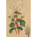 Peperomia resediflora - Charles Antoine Lemaire — Ansicht des Kunstwerks