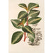 Peperomia velutina - Charles Antoine Lemaire — Ansicht des Kunstwerks