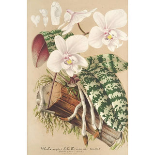 Charles Antoine Lemaire - Phalnopsis Schilleriana.webp