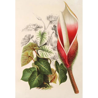 Charles Antoine Lemaire - Philodendron Daguense.webp